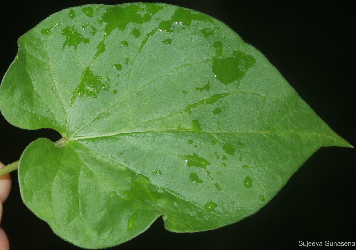 Telosma cordata (Burm.f.) Merr.